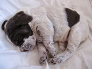 Puppy (Week 2)