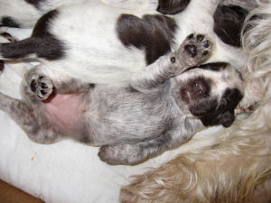 Puppy (Week 2)