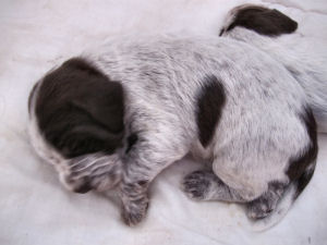 Puppy (Week 2)