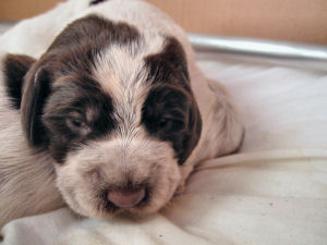 Puppy (Week 2)