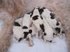Click here to see photos of the puppies just after they were born:
