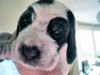 Click here to see photos of the puppies aged 2 weeks:
