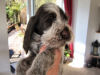 Click here to see photos of the puppies aged 6 weeks: